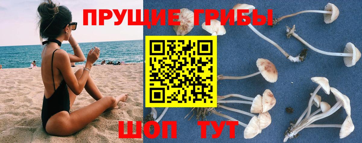 Псилоцибиновые грибы мицелий Аша